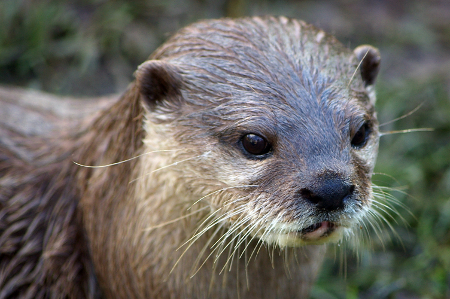 Oriental-small-clawed-otter-1